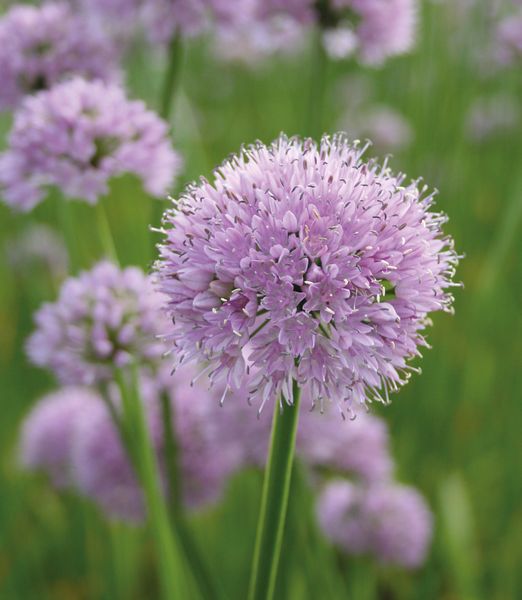 Allium 'Summer Beauty'